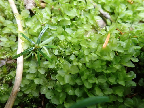 Image of Rhizomnium magnifolium by no rights reserved
