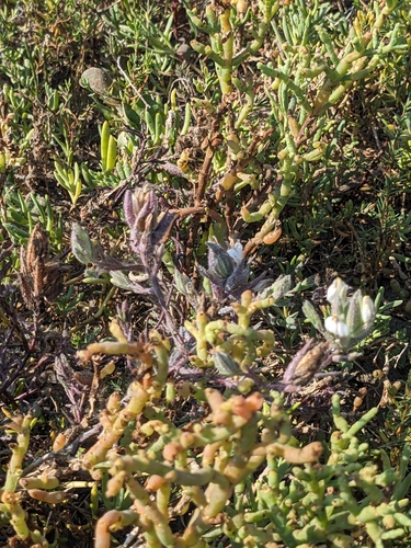 Image of Chloropyron maritimum by (c) Aaron Kreisberg, some rights reserved (CC BY)