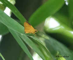 Cupitha purreea