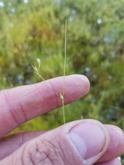 Carex billingsii