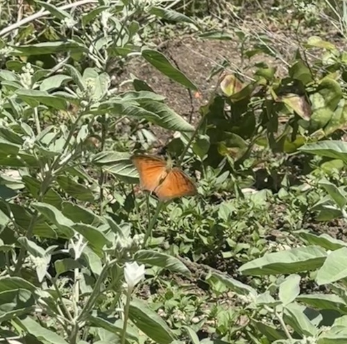 Goatweed Leafwing photo 4