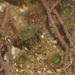 Microzoanthus - Photo (c) Abhishek Jamalabad, some rights reserved (CC BY-NC-SA), uploaded by Abhishek Jamalabad