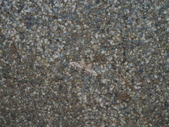 Gymnoscelis tristrigosa