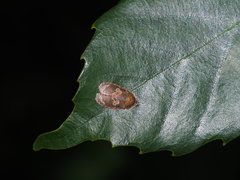 Cnesteboda celligera