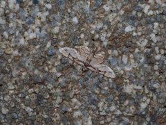 Gymnoscelis tristrigosa