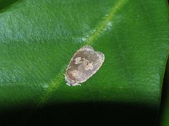 Cnesteboda celligera