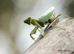 Hierodula tenuidentata