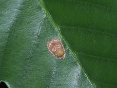 Cnesteboda celligera