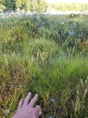 Carex billingsii
