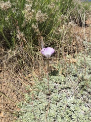 Calochortus invenustus
