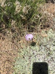 Calochortus invenustus
