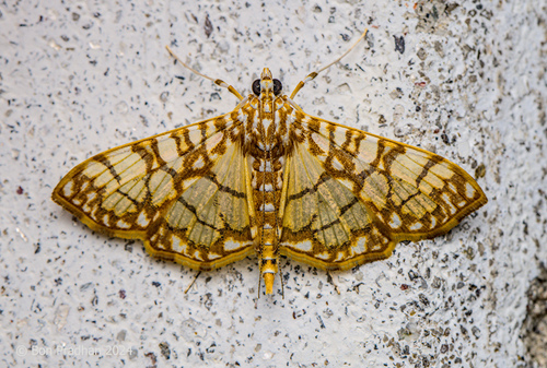 Synclera traducalis Zeller, 1852