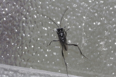 Evania appendigaster
