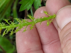 Malaxis diphyllos