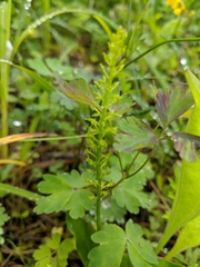 Malaxis diphyllos
