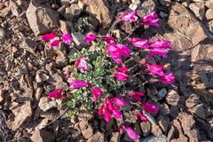 Penstemon rupicola