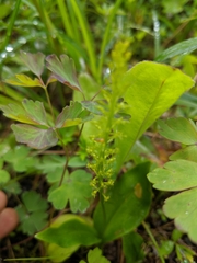 Malaxis diphyllos