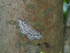 Percnia suffusa