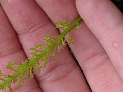 Malaxis diphyllos