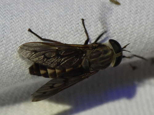 Tabanus sulcifrons photo 6