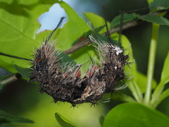 Lymantria mathura subpallida