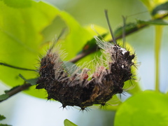 Lymantria mathura subpallida