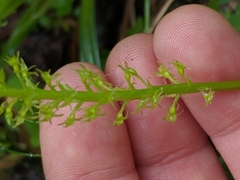 Malaxis diphyllos