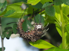 Lymantria mathura subpallida
