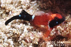 Enneapterygius similis