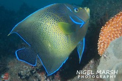 Semicircle Angelfish photo 4