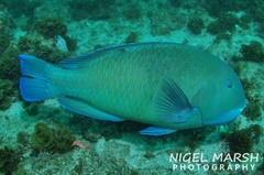 Choerodon schoenleinii