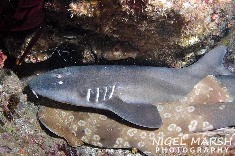 Brownbanded Bamboo Shark