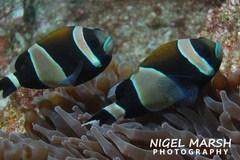 Amphiprion latezonatus