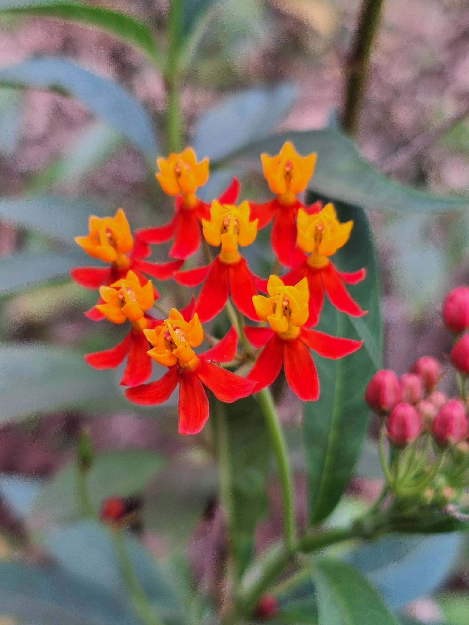 Asclepias curassavica