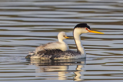 Clark's Grebe photo 5