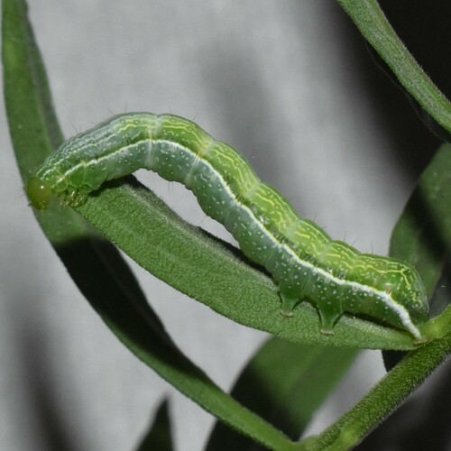 Ctenoplusia oxygramma photographed on goldenrod