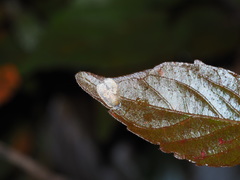 Cnesteboda celligera