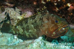 Epinephelus rivulatus