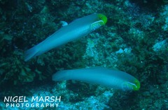 Valenciennea strigata