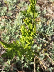 Botrychium lanceolatum