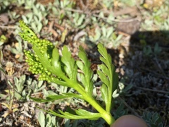 Botrychium lanceolatum