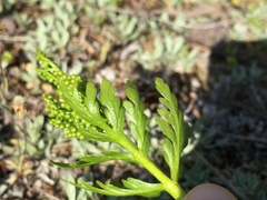Botrychium lanceolatum