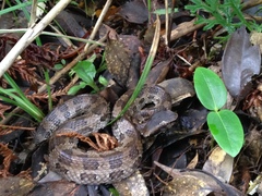 Okinawa Pitviper photo 5