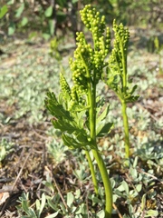 Botrychium lanceolatum