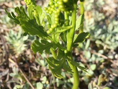 Botrychium lanceolatum