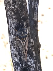 Clidophleps wrighti