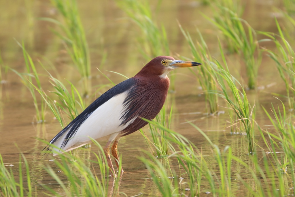 Chinese Pond-Heron (Ardeola bacchus) photo