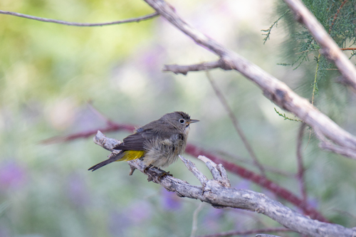 Virginia's Warbler (Leiothlypis virginiae), photo 10