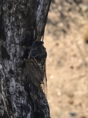 Clidophleps wrighti