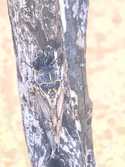 Clidophleps wrighti